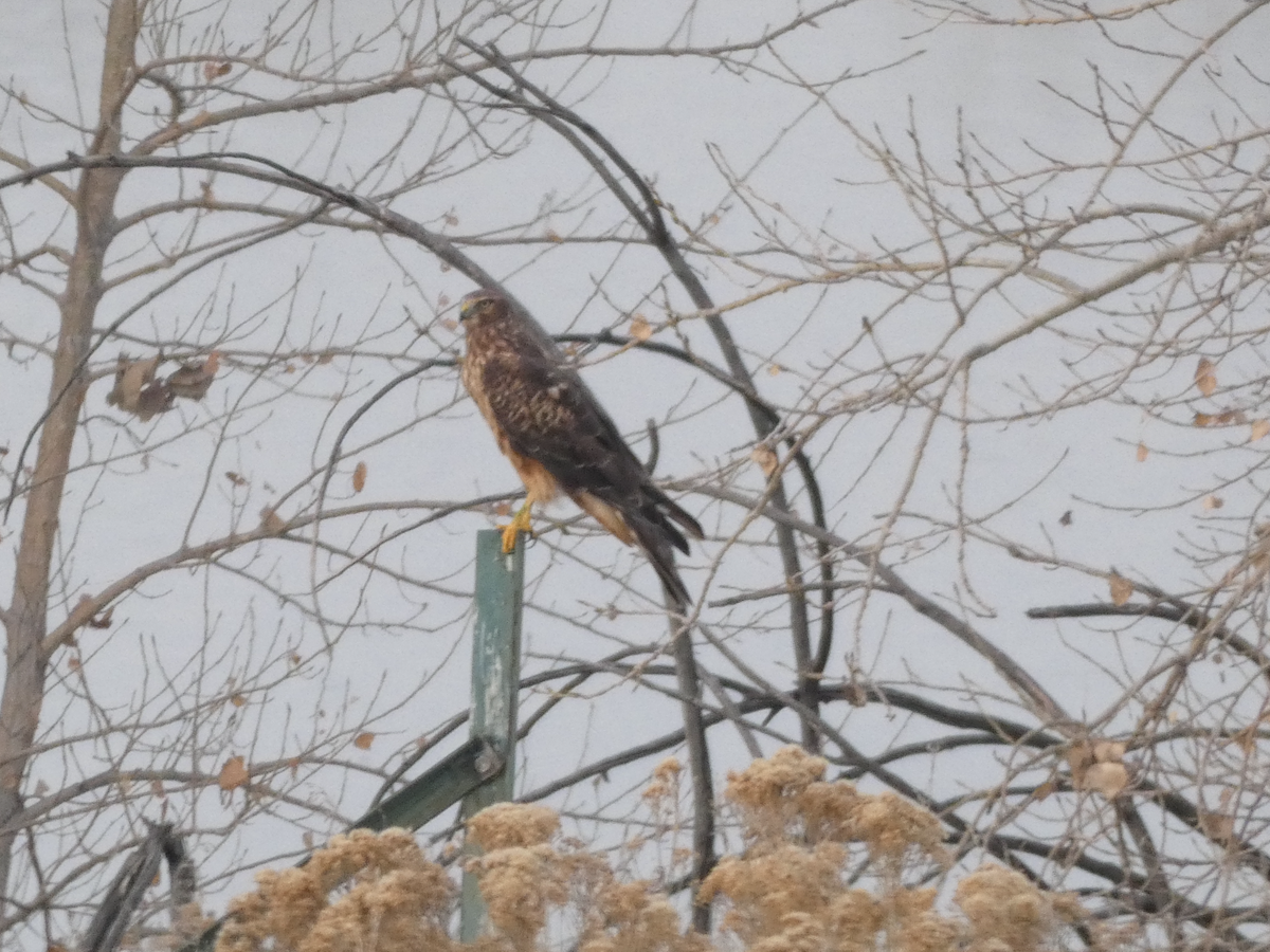 Northern Harrier - ML645296648