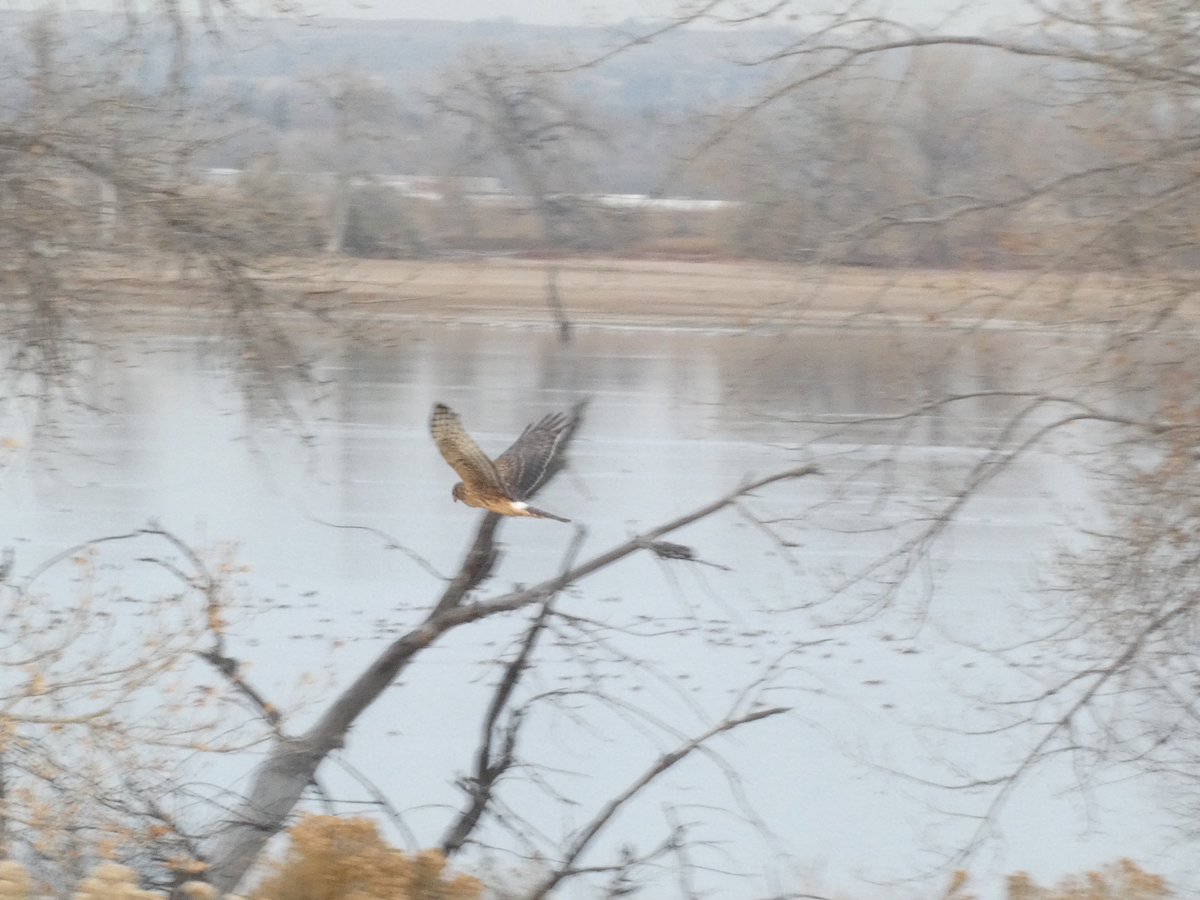 Northern Harrier - ML645296649