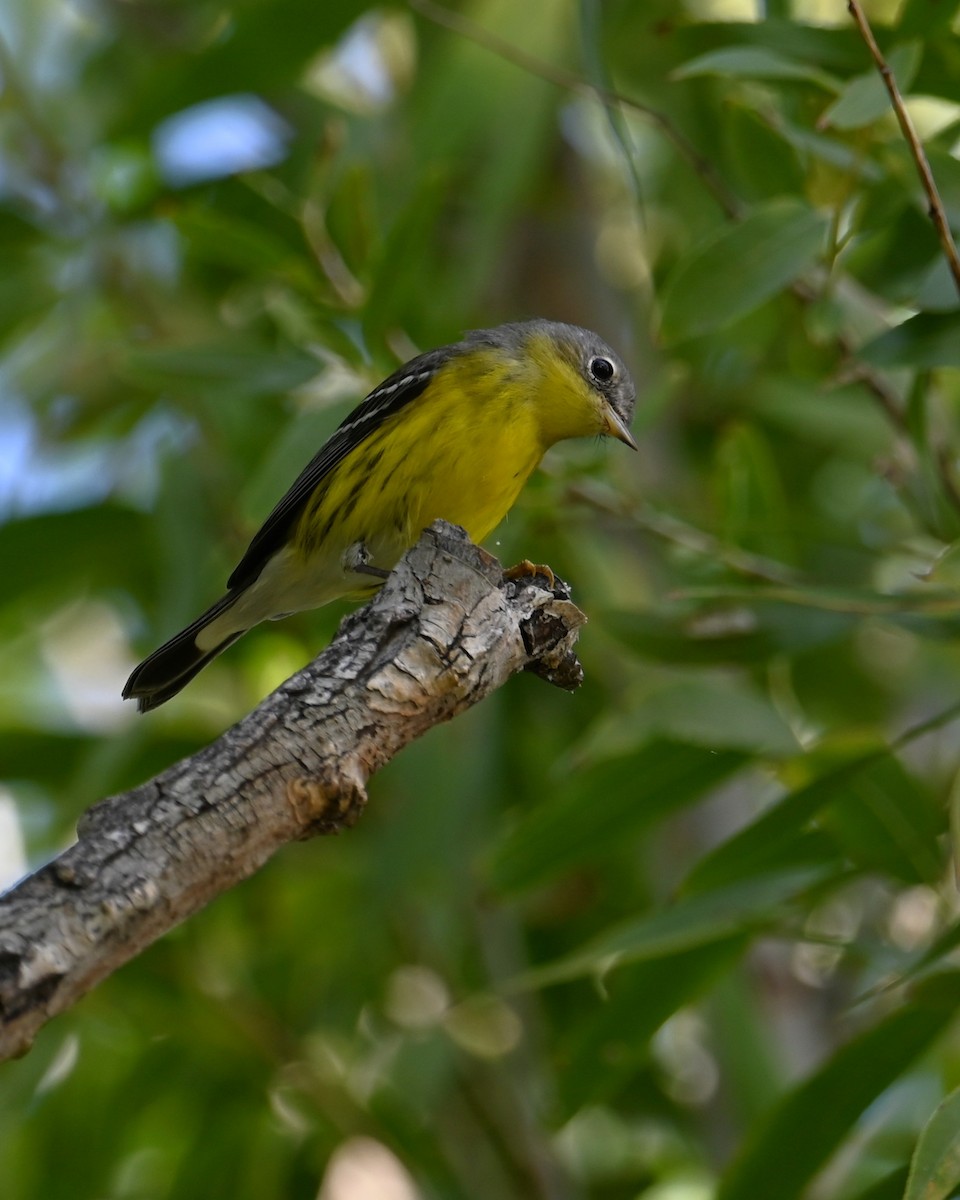 Magnolia Warbler - ML645296656