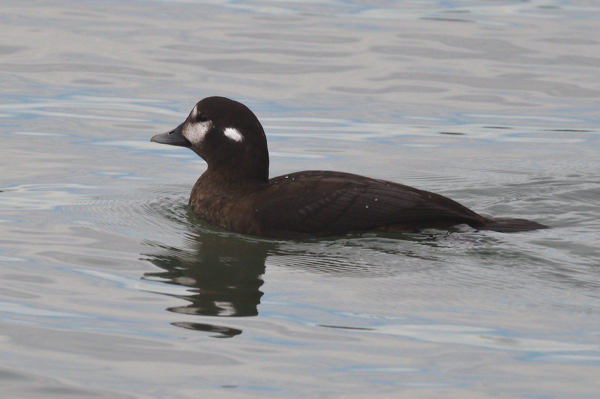 Harlequin Duck - ML645296659