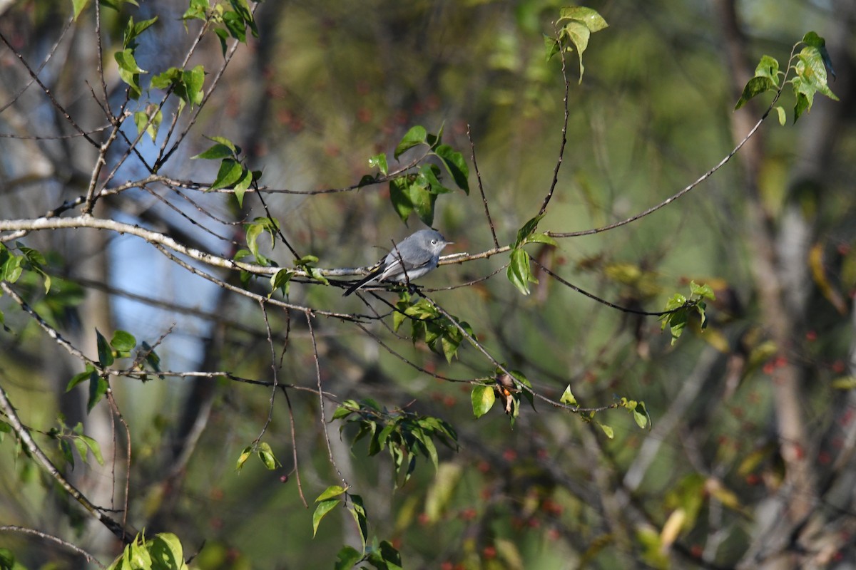 Голубая комароловка - ML645296660