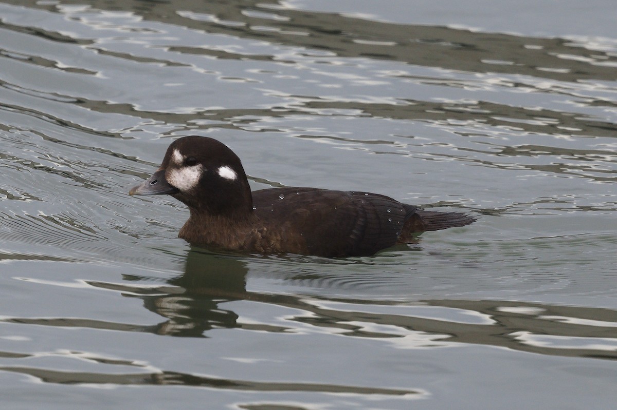 Harlequin Duck - ML645296663