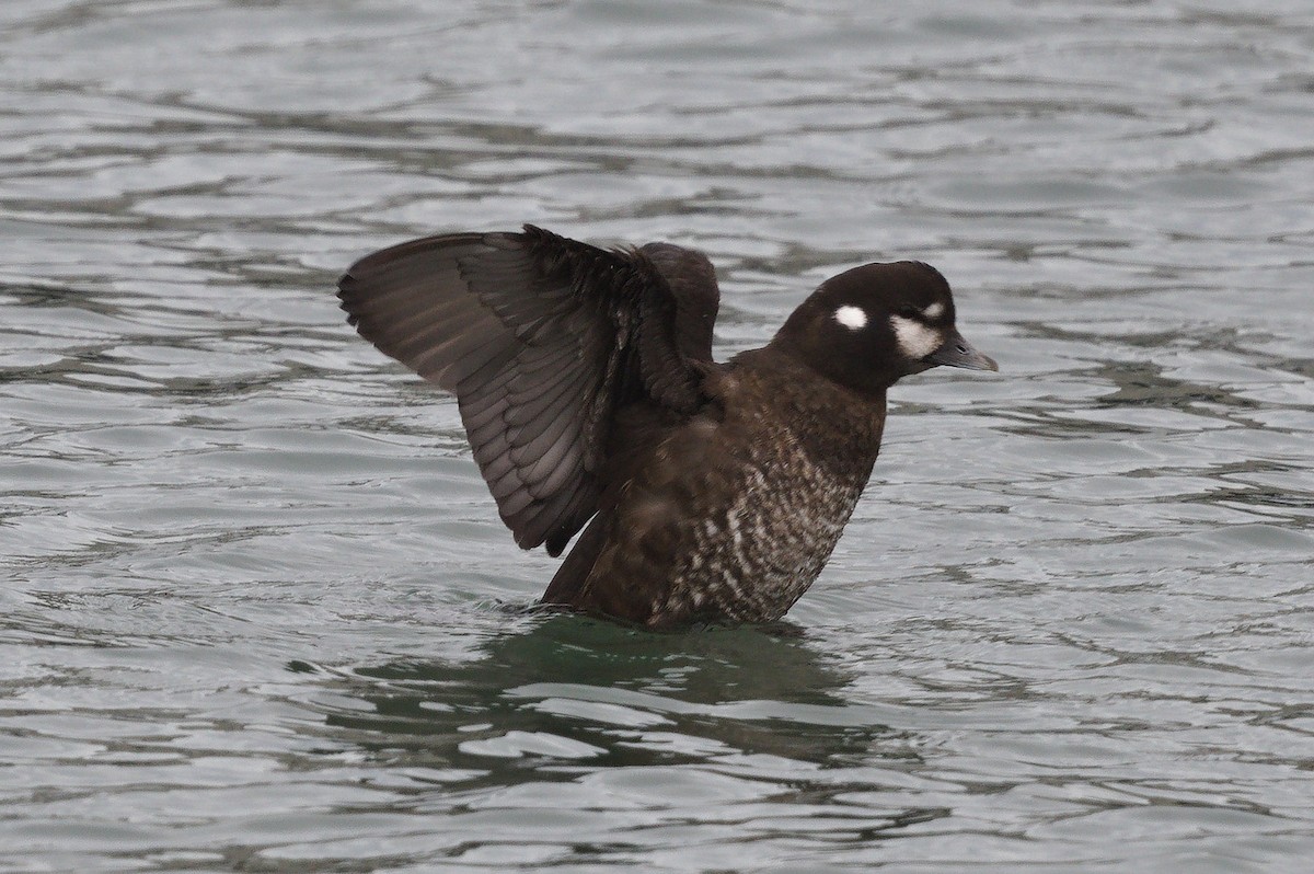 Harlequin Duck - ML645296673