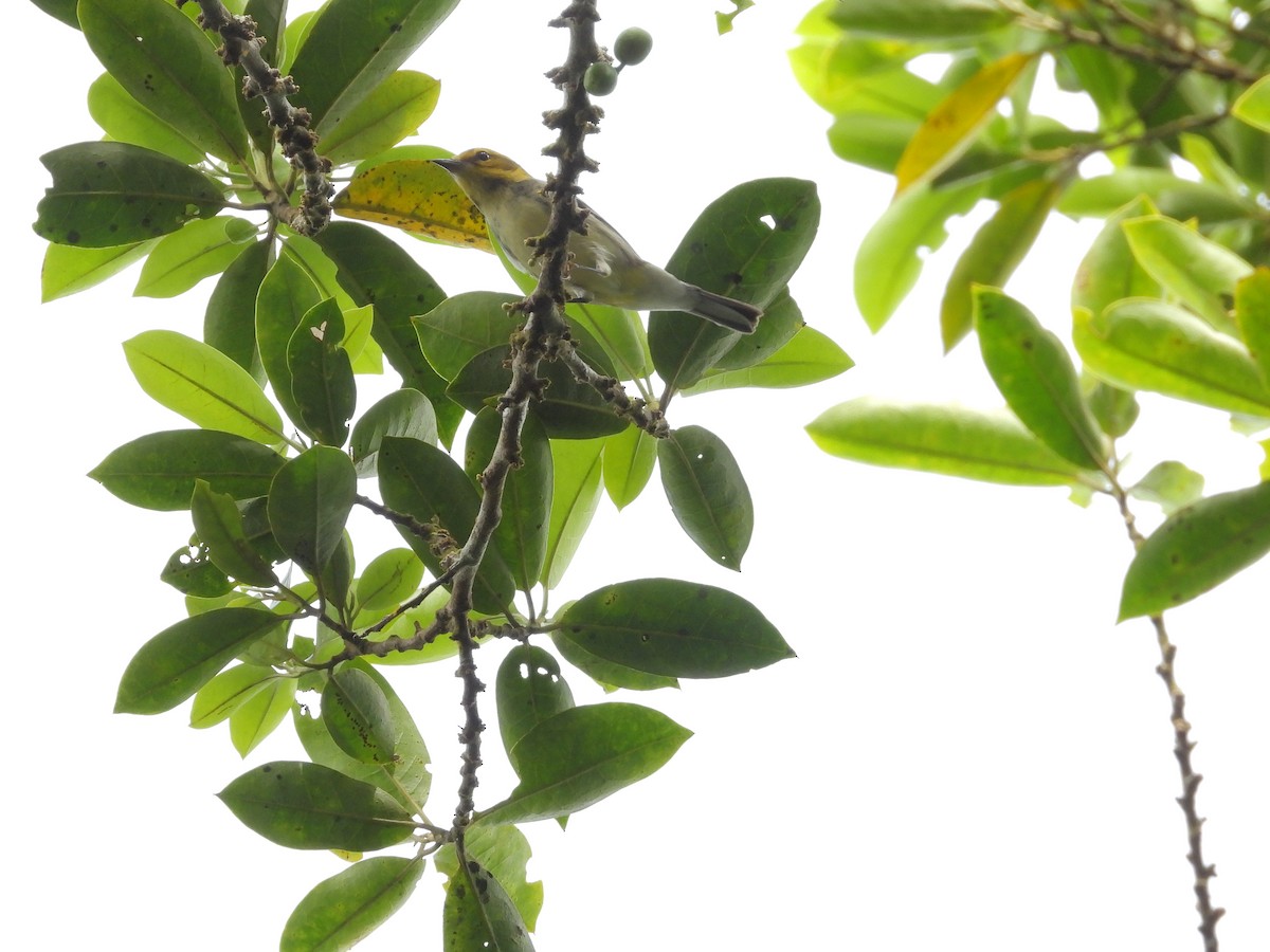 Black-throated Green Warbler - ML645296688
