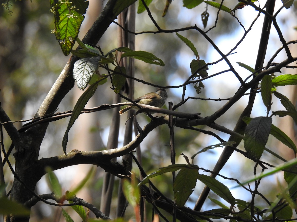 Striated Thornbill - ML645296694