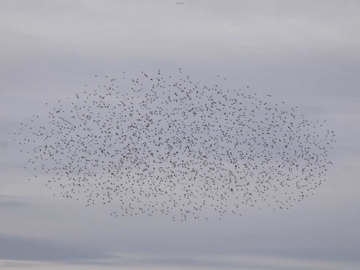 Хар тодол - ML645296695