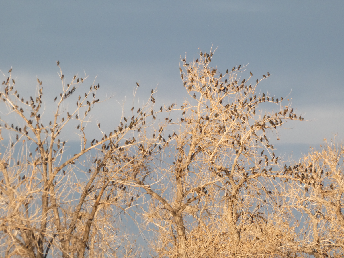 Хар тодол - ML645296696