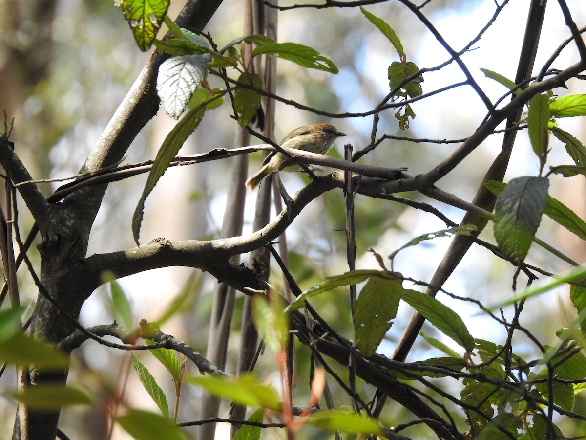 Striated Thornbill - ML645296697