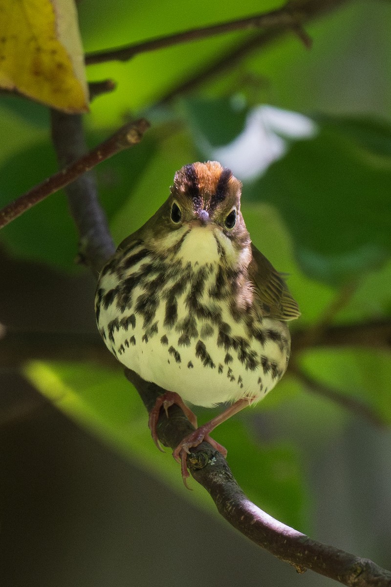 Ovenbird - ML645296700