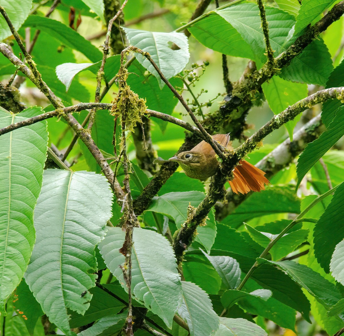 Montane Foliage-gleaner - ML645296704