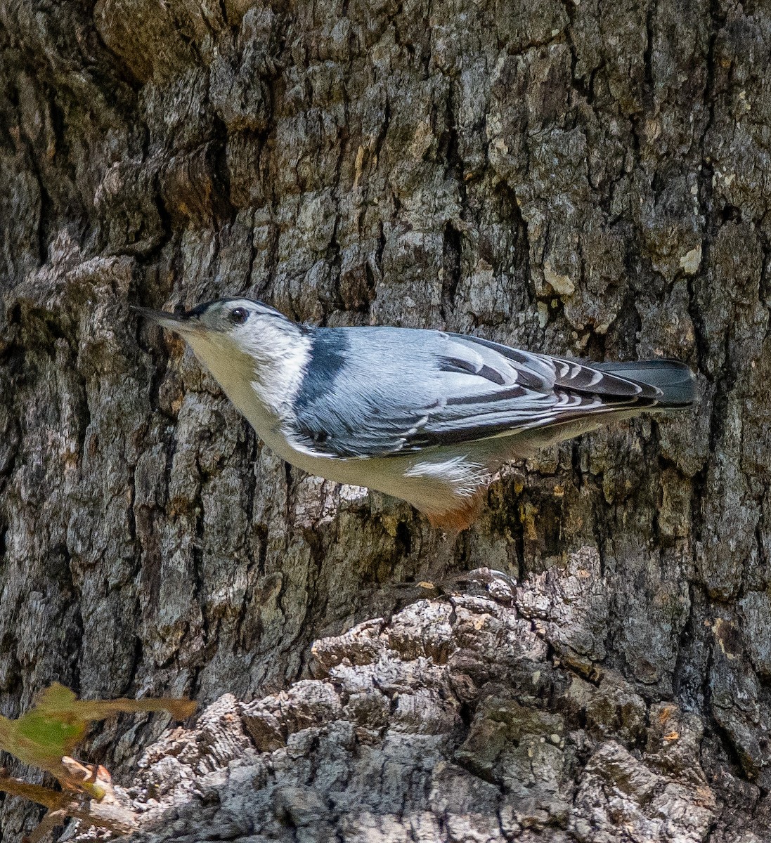 White-breasted Nuthatch - ML645296705
