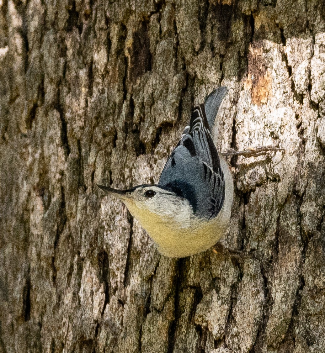 White-breasted Nuthatch - ML645296706