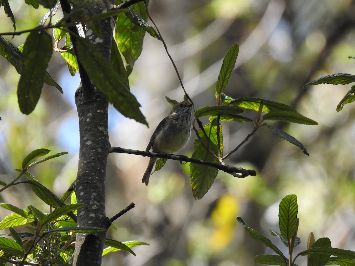 Brown Thornbill - ML645296709