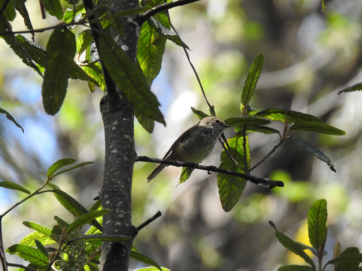 Brown Thornbill - ML645296710