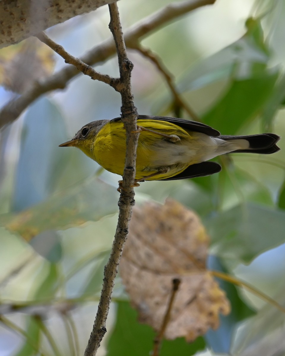 Magnolia Warbler - ML645296712