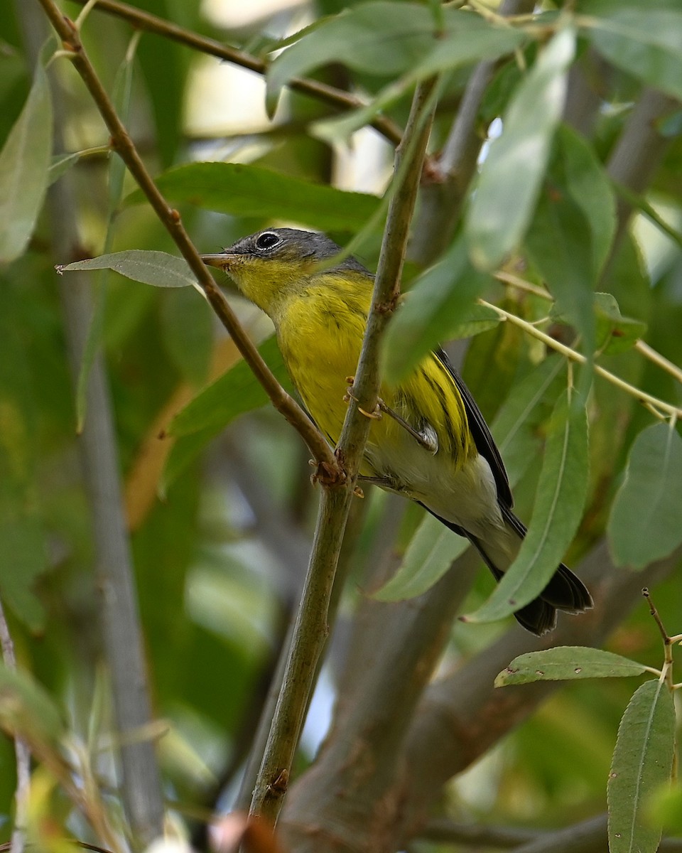 Magnolia Warbler - ML645296713
