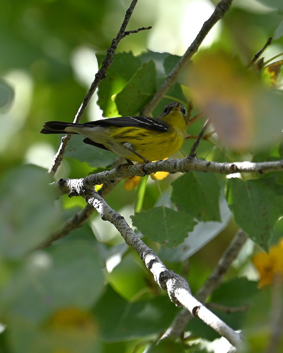 Magnolia Warbler - ML645296714