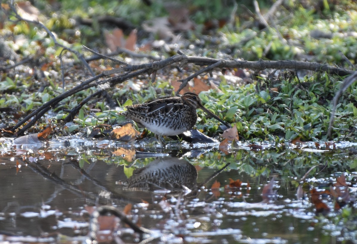Wilson's Snipe - ML645296730