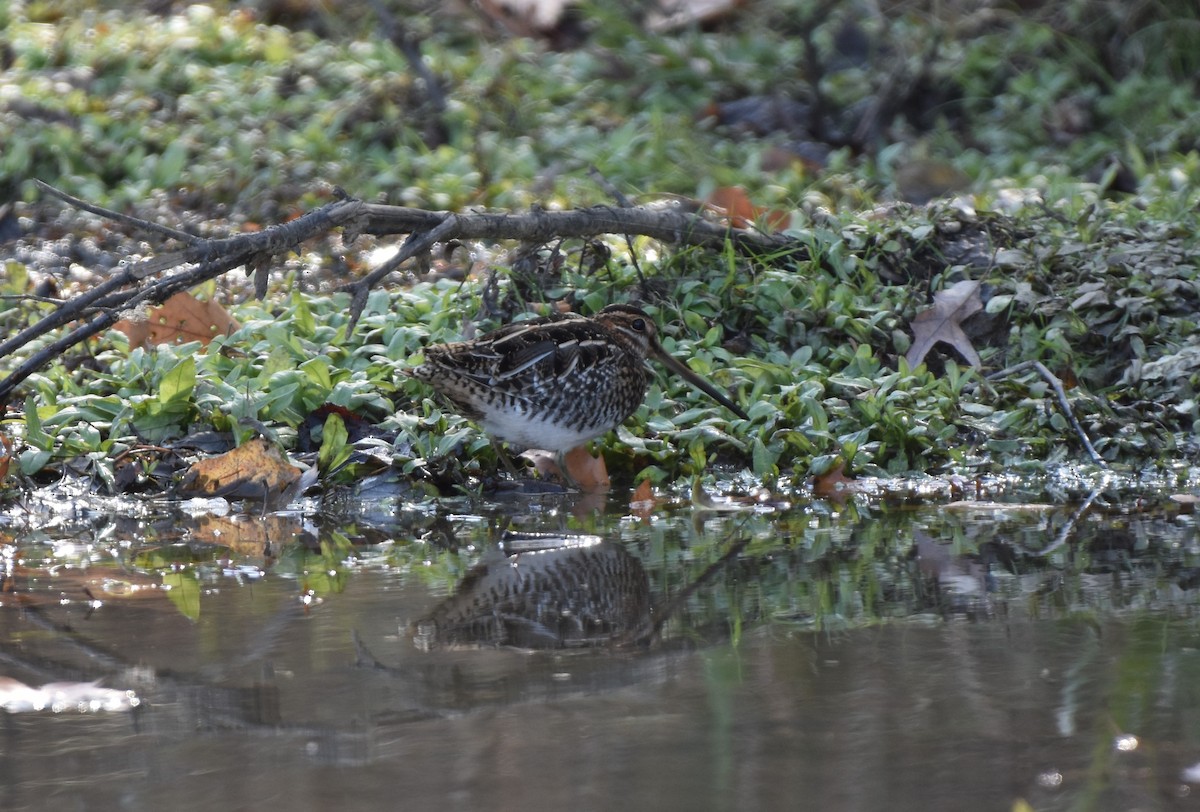 Wilson's Snipe - ML645296738