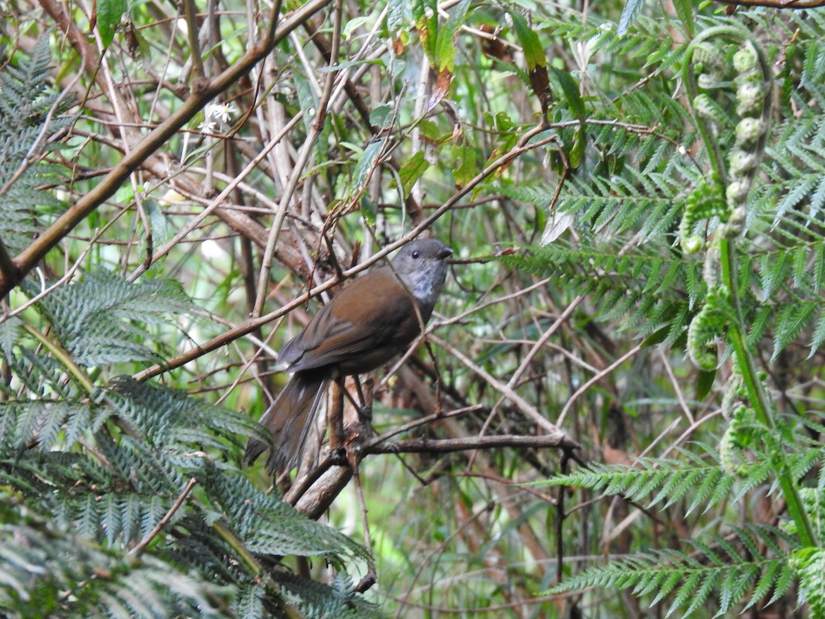 Olive Whistler - ML645296743