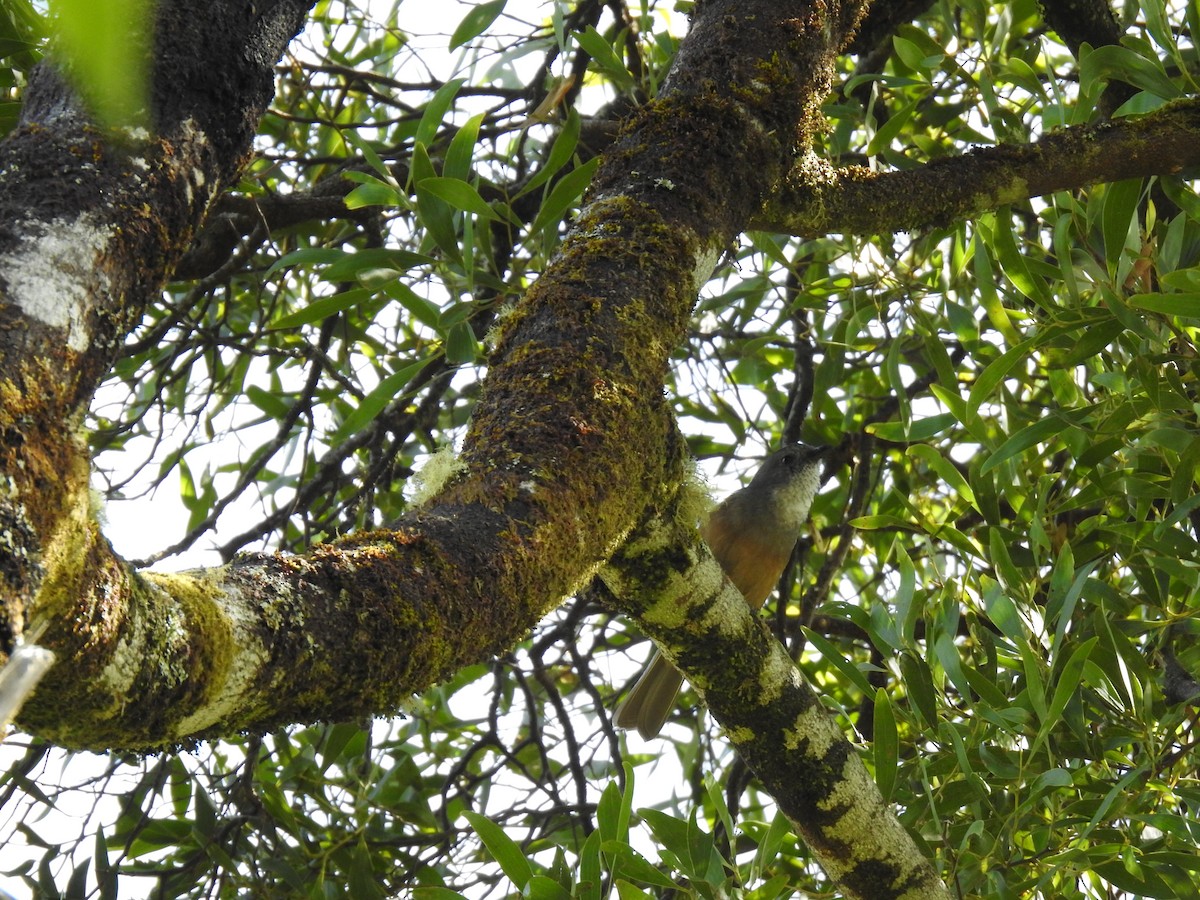 Olive Whistler - ML645296744