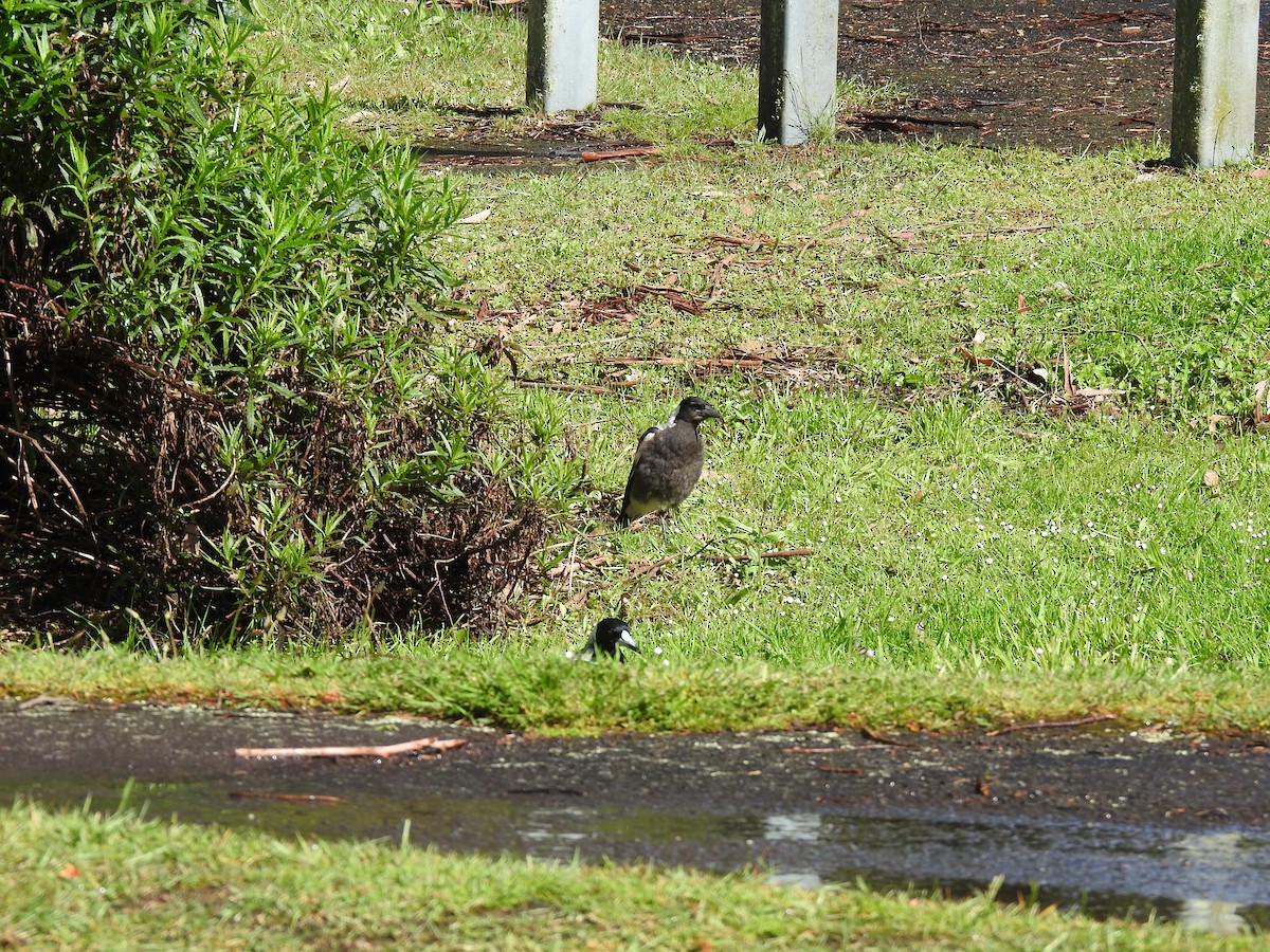 Australian Magpie - ML645296754