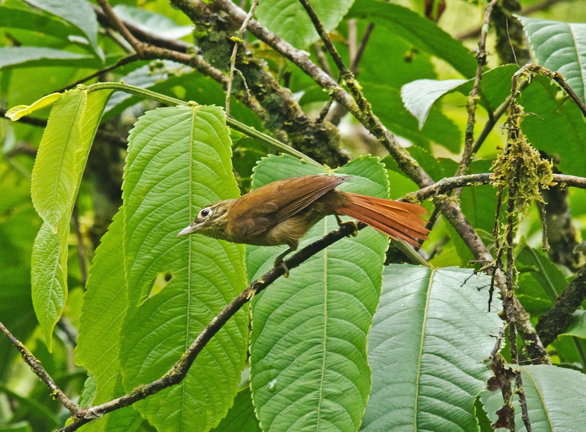 Montane Foliage-gleaner - ML645296756