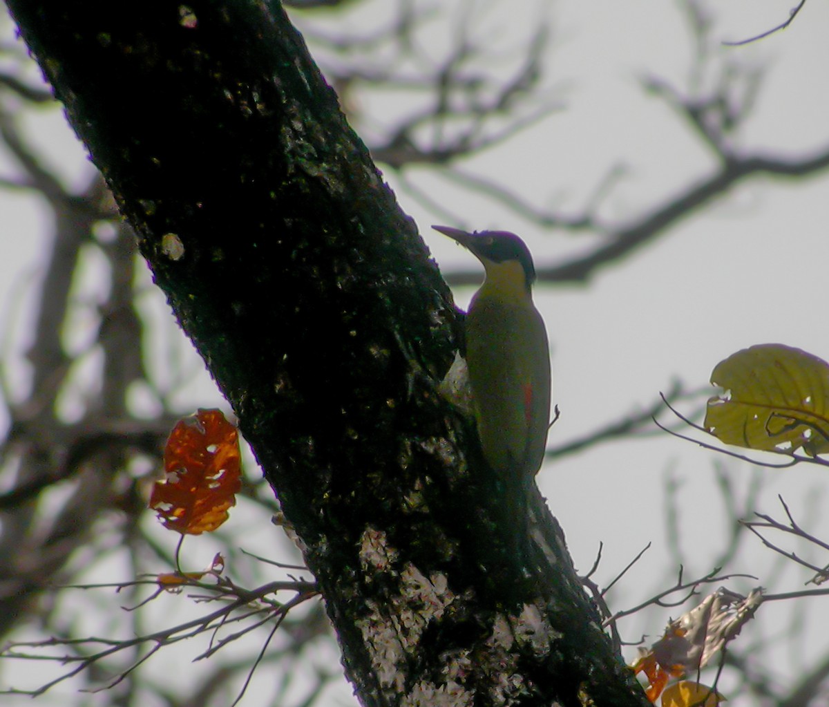Black-headed Woodpecker - ML645296757