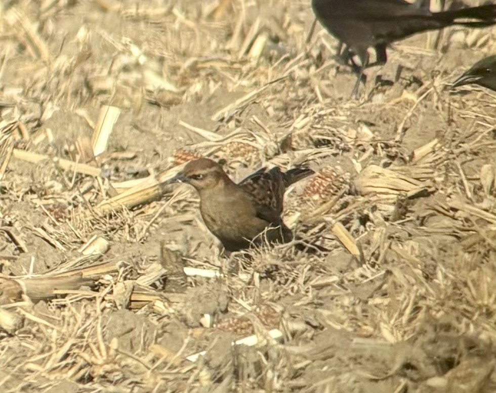 Rusty Blackbird - ML645296763