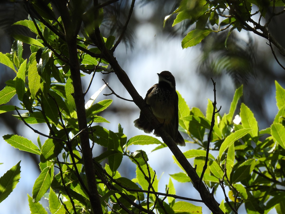 Australian Rufous Fantail - ML645296764
