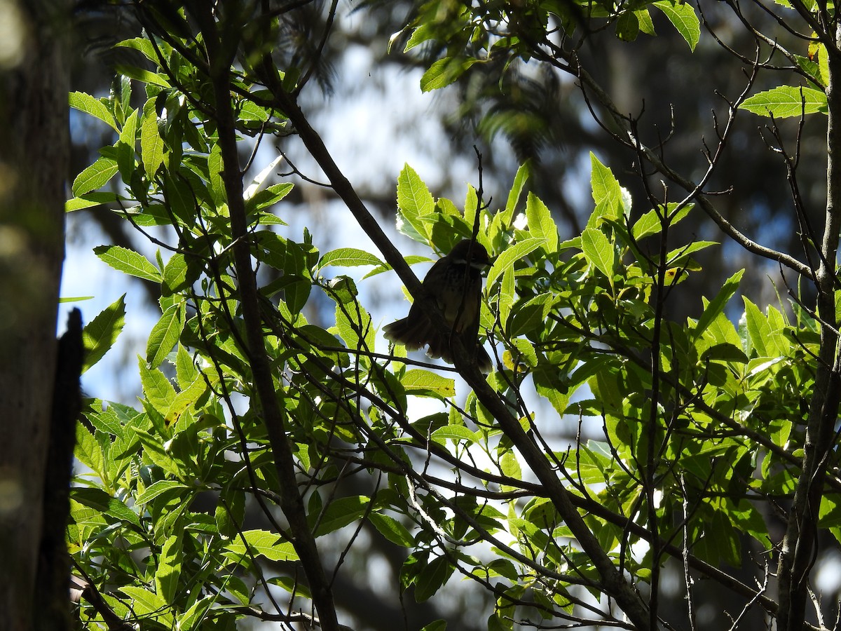 Australian Rufous Fantail - ML645296765