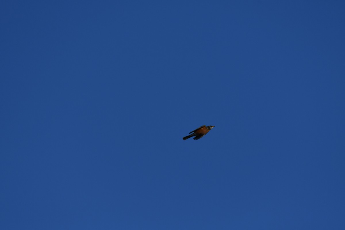 Zozo papargorria - ML645296766