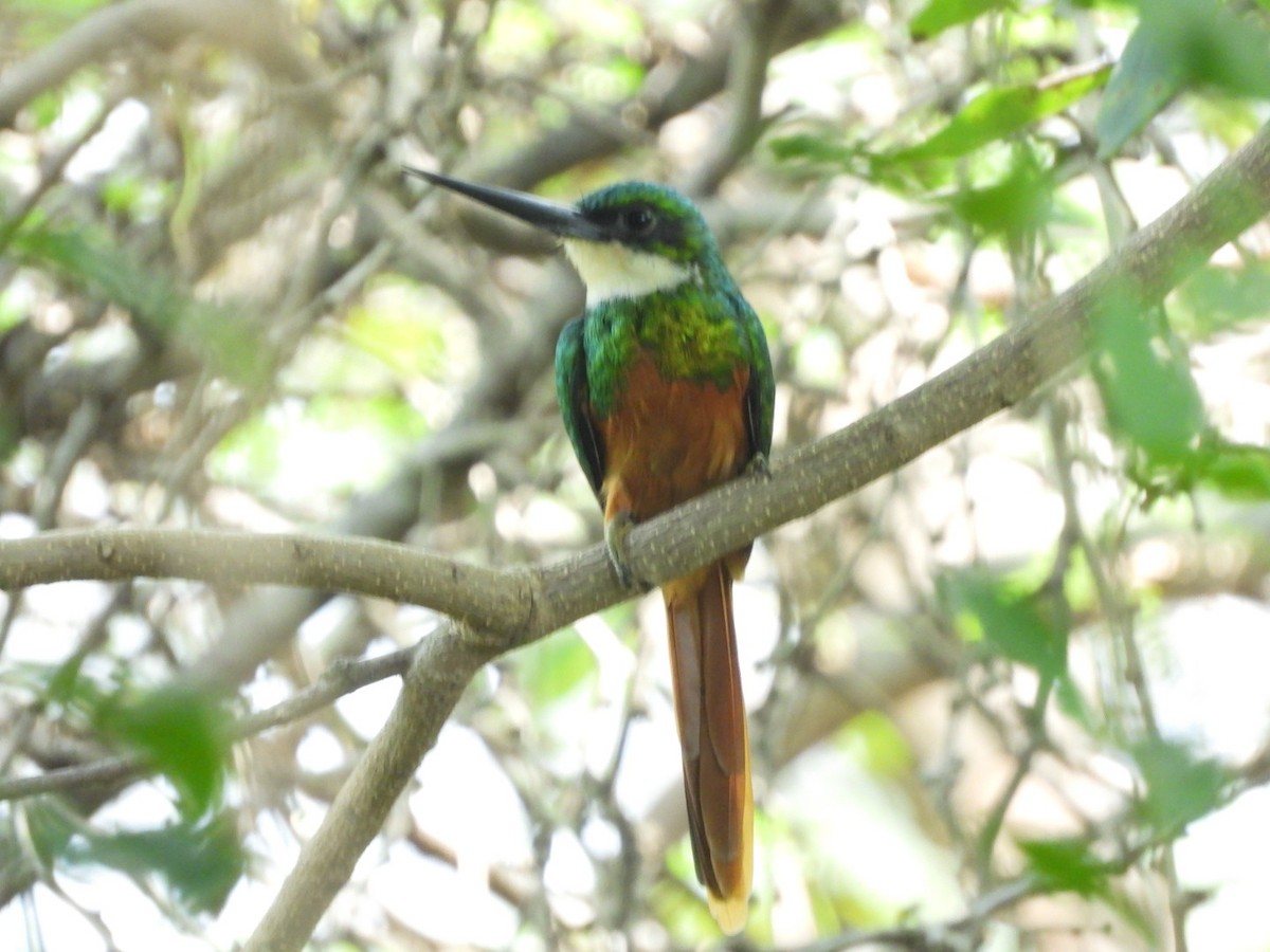 Rufous-tailed Jacamar - ML645296767