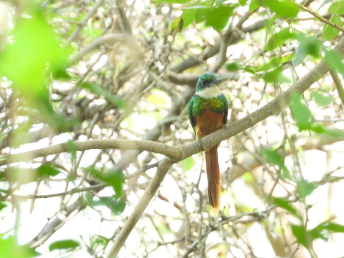 Rufous-tailed Jacamar - ML645296768