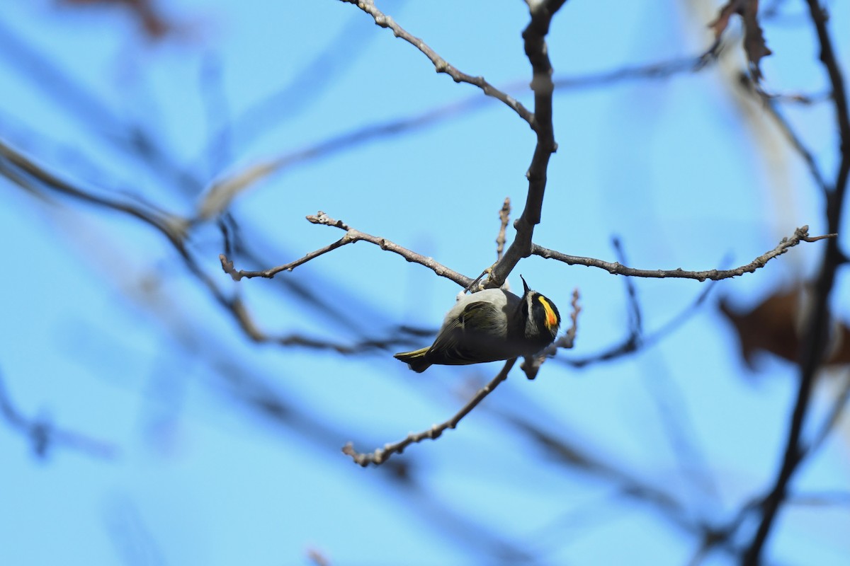 Erregetxo amerikarra - ML645296769