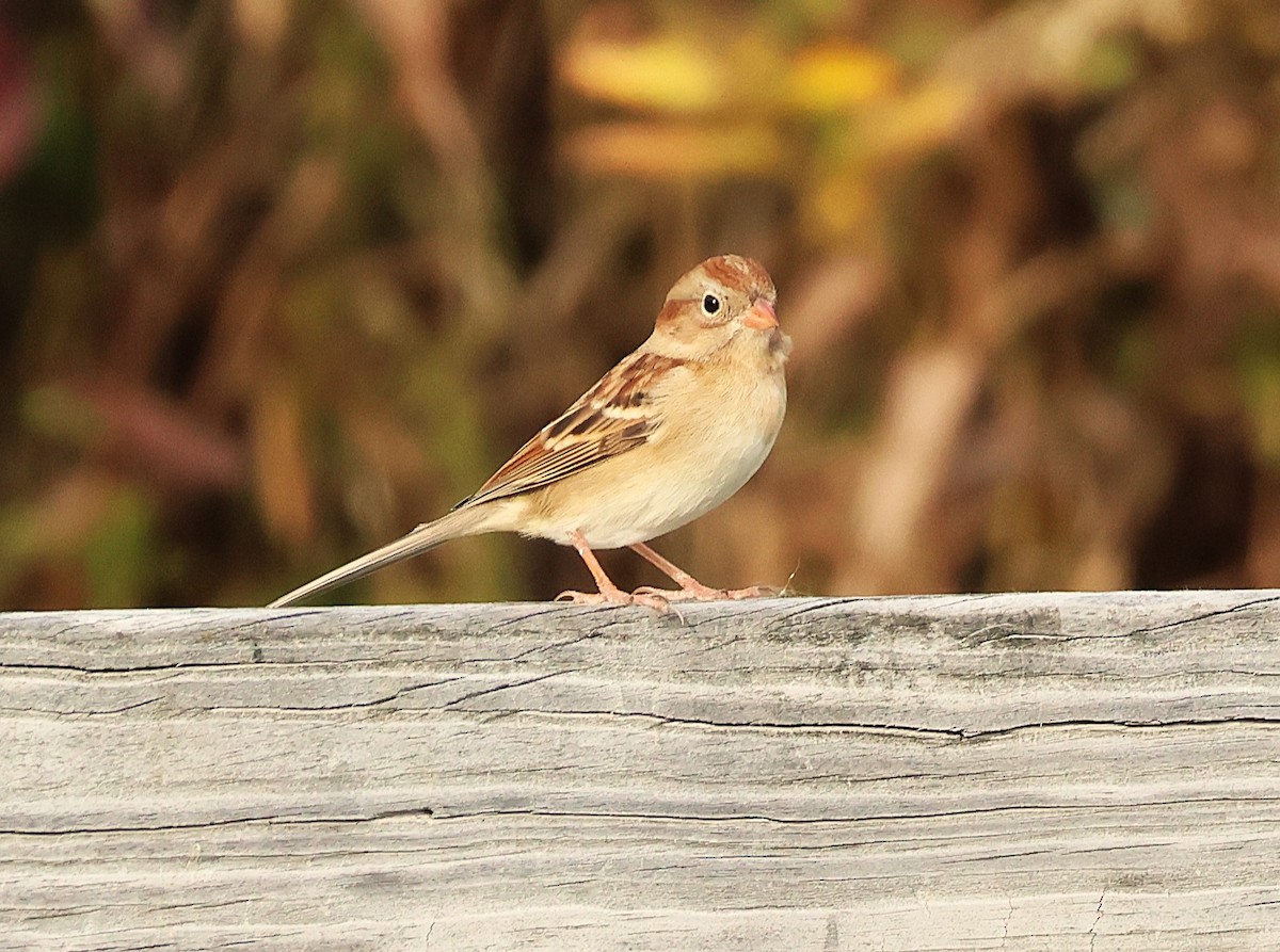 Field Sparrow - ML645296771