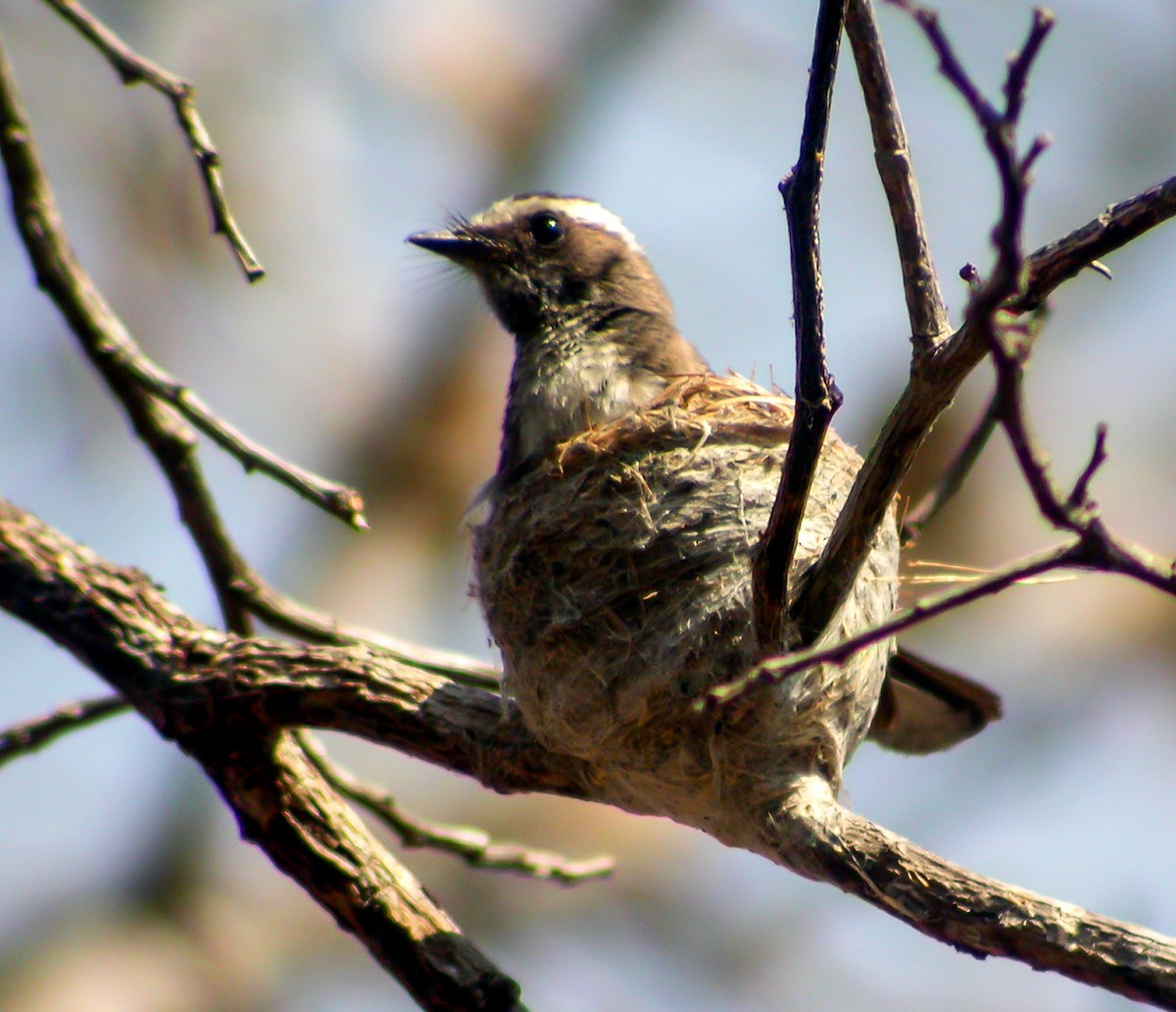 White-browed Fantail - ML645296782