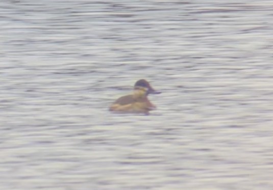 Ahate herdoiltsua - ML645296783