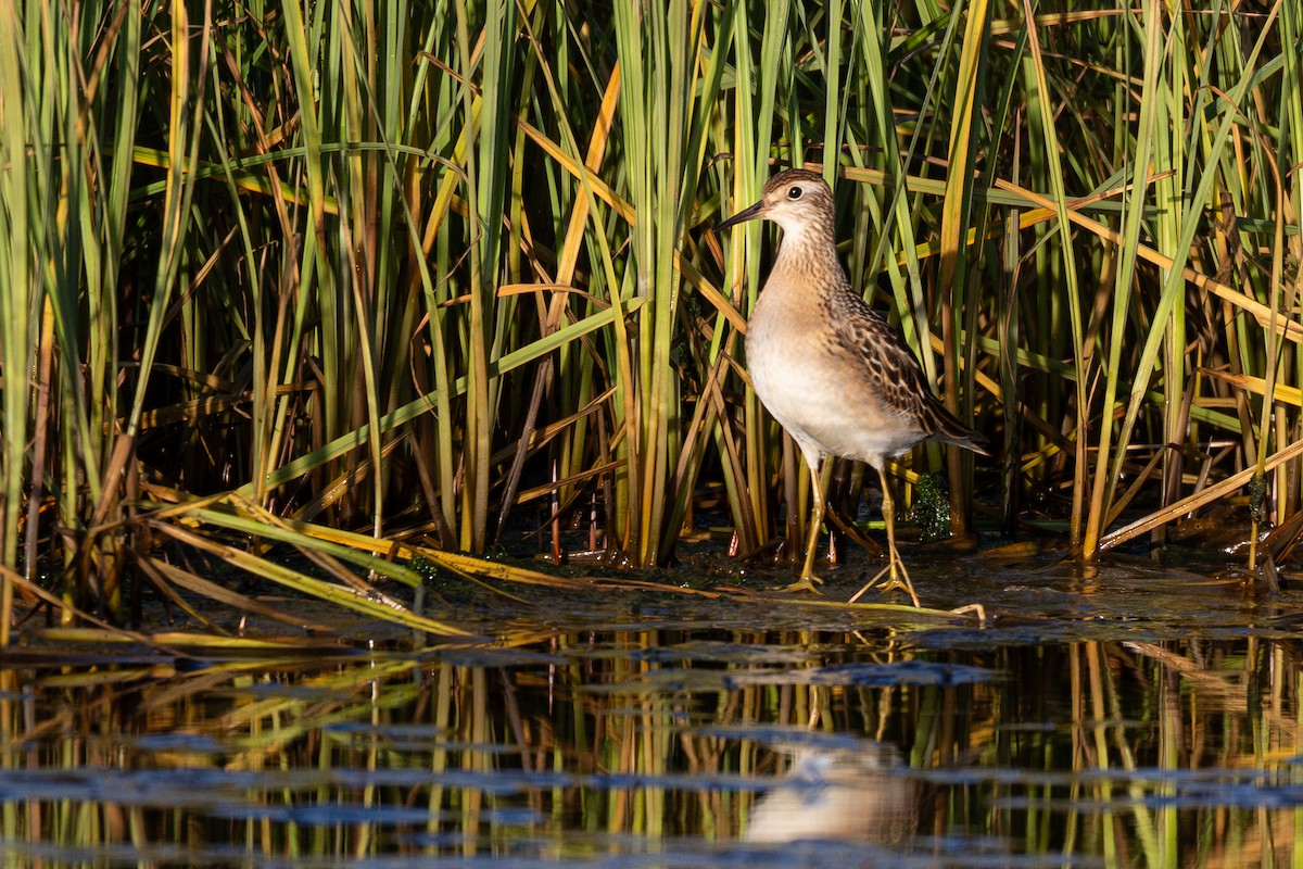 Txirri buztanzorrotza - ML645296784