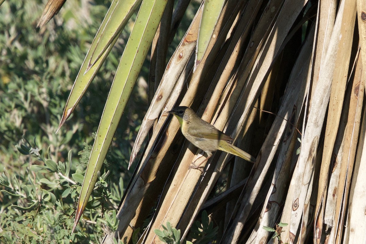 Common Yellowthroat - ML645296785