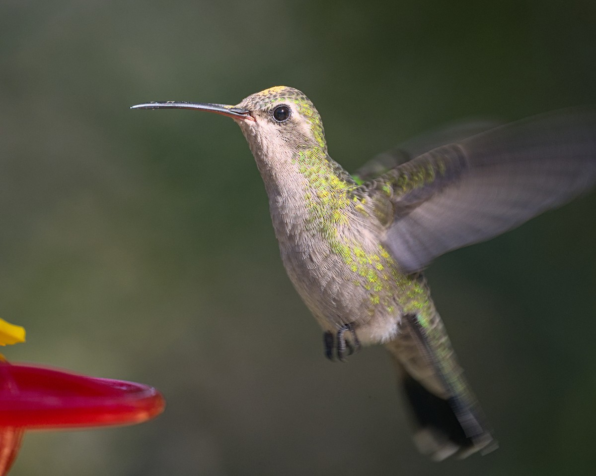 Broad-billed Hummingbird - ML645296786