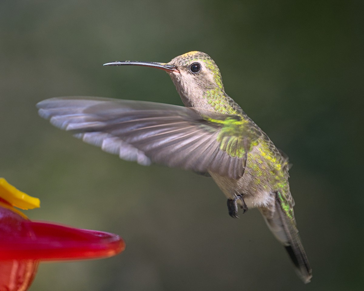 Broad-billed Hummingbird - ML645296787