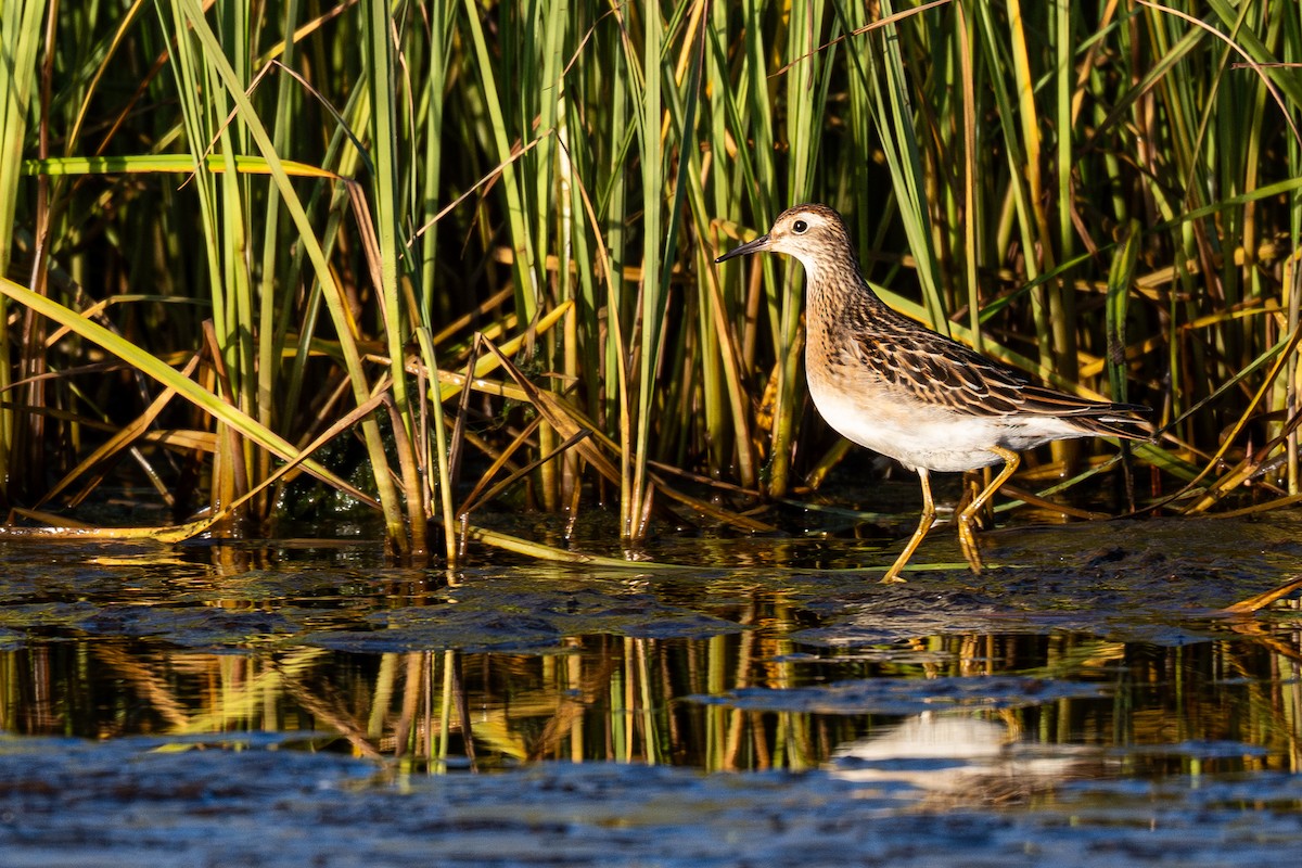 Txirri buztanzorrotza - ML645296788