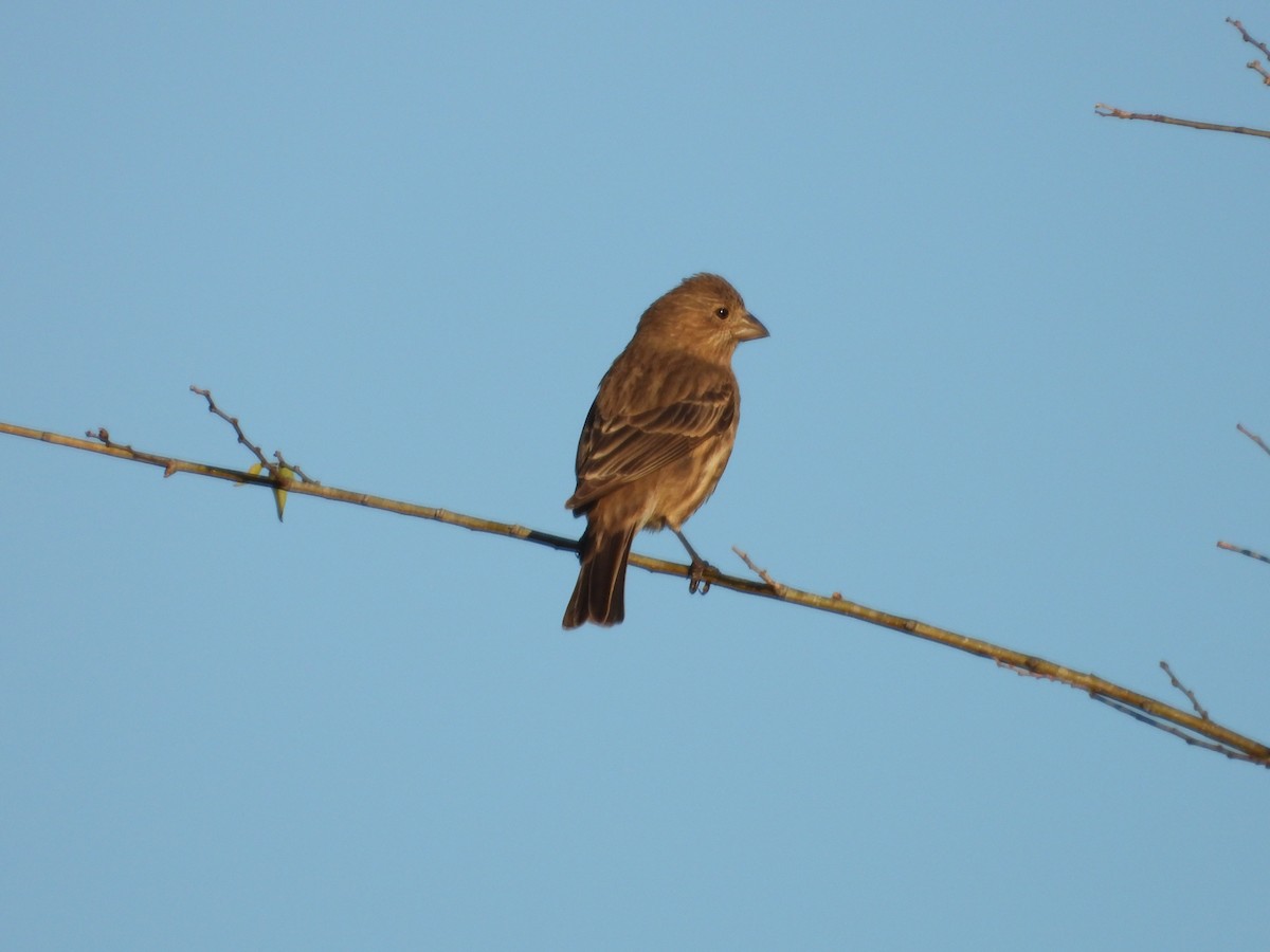 Burugorri arrunta - ML645296789