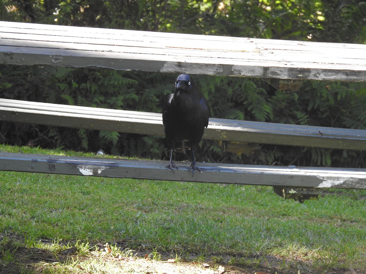 crow/raven sp. - ML645296792