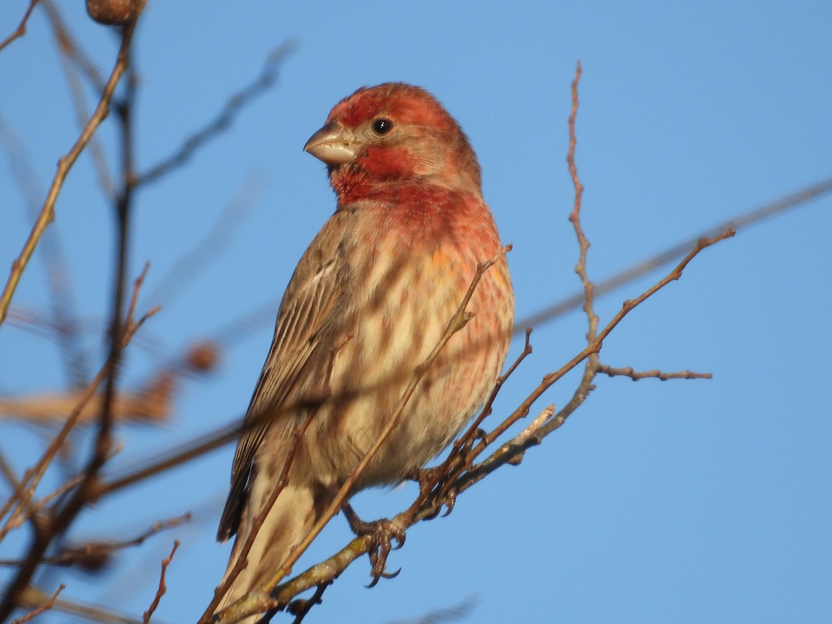 Burugorri arrunta - ML645296793