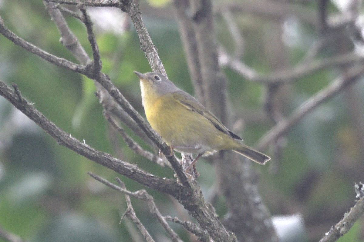 Nashville Warbler - ML645296794