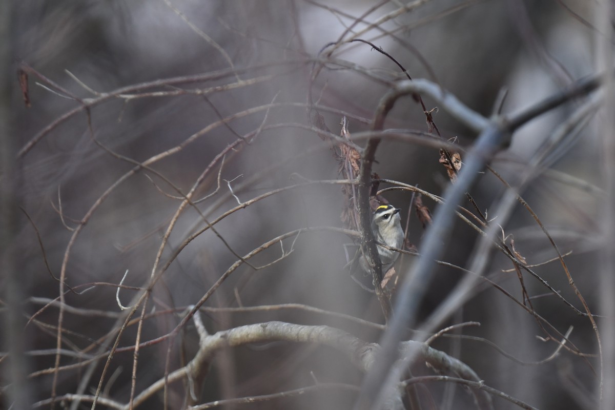 Erregetxo amerikarra - ML645296796