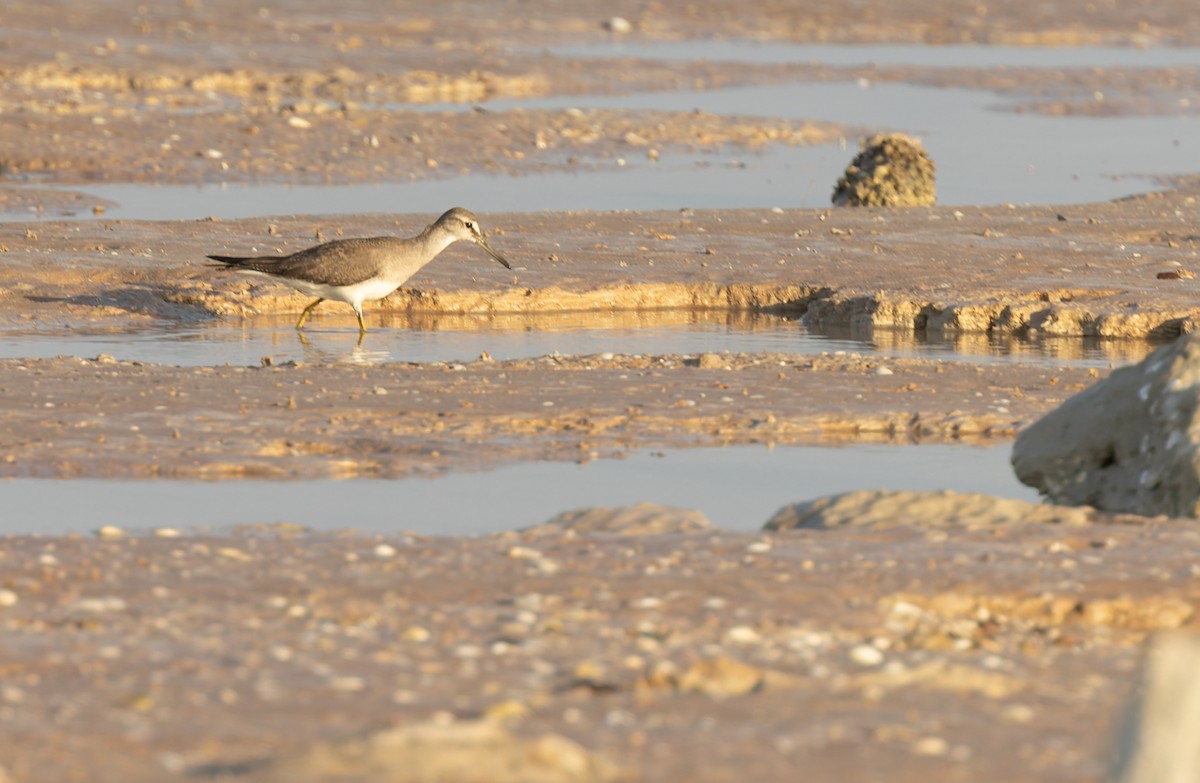 Kuliska siberiarra - ML645296797