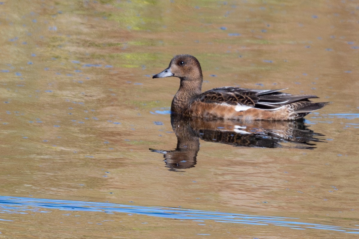 Ahate txistulari eurasiarra - ML645296798